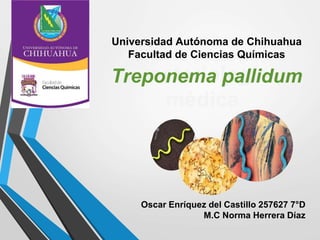 Universidad Autónoma de Chihuahua
Facultad de Ciencias Químicas
Bacteriología
médica
Treponema pallidum
Oscar Enríquez del Castillo 257627 7°D
M.C Norma Herrera Díaz
 