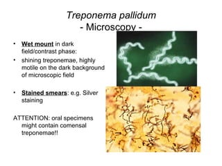 Treponema pallidum
- Microscopy -
• Wet mount in dark
field/contrast phase:
• shining treponemae, highly
motile on the dark background
of microscopic field
• Stained smears: e.g. Silver
staining
ATTENTION: oral specimens
might contain comensal
treponemae!!
 