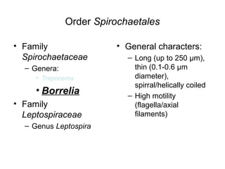 Order Spirochaetales
• Family
Spirochaetaceae
– Genera:
• Treponema
• Borrelia
• Family
Leptospiraceae
– Genus Leptospira
• General characters:
– Long (up to 250 µm),
thin (0.1-0.6 µm
diameter),
spirral/helically coiled
– High motility
(flagella/axial
filaments)
 