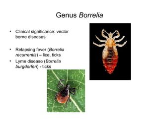 Genus Borrelia
• Clinical significance: vector
borne diseases
• Relapsing fever (Borrelia
recurrentis) – lice, ticks
• Lyme disease (Borrelia
burgdorferi) - ticks
 