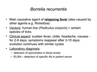Borrelia recurrentis
• Main causative agent of relapsing fever (also caused by
other agents e.g. Rickettsia)
• Vectors: human lice (Pediculus corporis) + certain
species of ticks
• Clinical aspect: sudden fever, chills, headache, nausea -
for 2-9 days; symptoms reappear after 3-10 days;
evolution continues with similar cycles
• Laboratory diagnosis:
– detection of spirochetes in blood smear
– ELISA – detection of specific Ab in patient serum
 