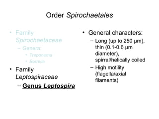 Order Spirochaetales
• Family
Spirochaetaceae
– Genera:
• Treponema
• Borrelia
• Family
Leptospiraceae
– Genus Leptospira
• General characters:
– Long (up to 250 µm),
thin (0.1-0.6 µm
diameter),
spirral/helically coiled
– High motility
(flagella/axial
filaments)
 