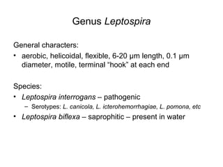 Genus Leptospira
General characters:
• aerobic, helicoidal, flexible, 6-20 µm length, 0.1 µm
diameter, motile, terminal “hook” at each end
Species:
• Leptospira interrogans – pathogenic
– Serotypes: L. canicola, L. icterohemorrhagiae, L. pomona, etc
• Leptospira biflexa – saprophitic – present in water
 