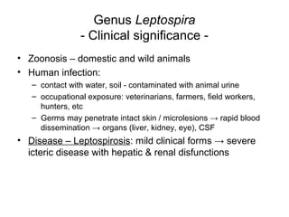 Genus Leptospira
- Clinical significance -
• Zoonosis – domestic and wild animals
• Human infection:
– contact with water, soil - contaminated with animal urine
– occupational exposure: veterinarians, farmers, field workers,
hunters, etc
– Germs may penetrate intact skin / microlesions → rapid blood
dissemination → organs (liver, kidney, eye), CSF
• Disease – Leptospirosis: mild clinical forms → severe
icteric disease with hepatic & renal disfunctions
 