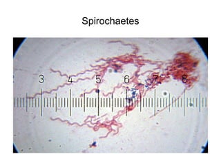 Spirochaetes
 