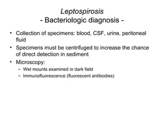 Leptospirosis
- Bacteriologic diagnosis -
• Collection of specimens: blood, CSF, urine, peritoneal
fluid
• Specimens must be centrifuged to increase the chance
of direct detection in sediment
• Microscopy:
– Wet mounts examined in dark field
– Immunofluorescence (fluorescent antibodies)
 