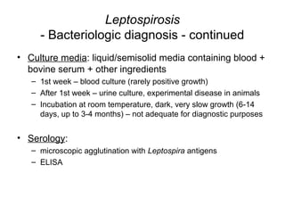 Leptospirosis
- Bacteriologic diagnosis - continued
• Culture media: liquid/semisolid media containing blood +
bovine serum + other ingredients
– 1st week – blood culture (rarely positive growth)
– After 1st week – urine culture, experimental disease in animals
– Incubation at room temperature, dark, very slow growth (6-14
days, up to 3-4 months) – not adequate for diagnostic purposes
• Serology:
– microscopic agglutination with Leptospira antigens
– ELISA
 