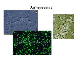 Spirochaetes
 