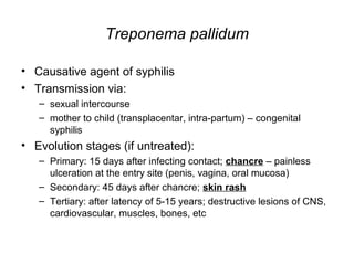 Treponema pallidum
• Causative agent of syphilis
• Transmission via:
– sexual intercourse
– mother to child (transplacentar, intra-partum) – congenital
syphilis
• Evolution stages (if untreated):
– Primary: 15 days after infecting contact; chancre – painless
ulceration at the entry site (penis, vagina, oral mucosa)
– Secondary: 45 days after chancre; skin rash
– Tertiary: after latency of 5-15 years; destructive lesions of CNS,
cardiovascular, muscles, bones, etc
 
