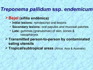 Treponema pallidum ssp. endemicum
Bejel (sífilis endêmica)
• Initial lesions: nondescript oral lesions
• Secondary lesions: oral papules and mucosal patches
• Late: gummas (granulomas) of skin, bones &
nasopharynx
 Transmitted person-to-person by contaminated
eating utensils
 Tropical/subtropical areas (Africa, Asia & Australia)
 