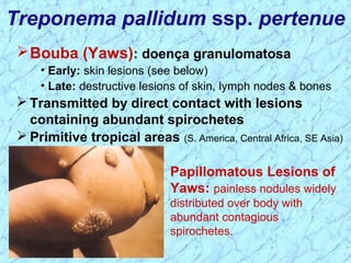 Treponema pallidum ssp. pertenue
Papillomatous Lesions of
Yaws: painless nodules widely
distributed over body with
abundant contagious
spirochetes.
Bouba (Yaws): doença granulomatosa
• Early: skin lesions (see below)
• Late: destructive lesions of skin, lymph nodes & bones
 Transmitted by direct contact with lesions
containing abundant spirochetes
 Primitive tropical areas (S. America, Central Africa, SE Asia)
 