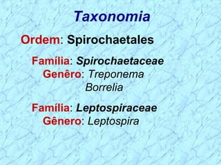 Ordem: Spirochaetales
Família: Spirochaetaceae
Genêro: Treponema
Borrelia
Família: Leptospiraceae
Gênero: Leptospira
Taxonomia
 