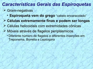 Características Gerais das Espiroquetas
 Gram-negativas
• Espiroqueta vem do grego “cabelo encaracolado”
 Células extremamente finas e podem ser longas
 Células helicoidais com extremidades cônicas
 Móveis através de flagelos periplásmicos
• Diferente número de flagelos e diferentes inserções em
Treponema, Borrelia e Leptospira
 