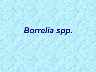 Borrelia spp.
 
