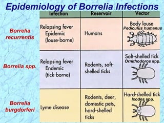 Epidemiology of Borrelia Infections
Borrelia
recurrentis
Borrelia spp.
Borrelia
burgdorferi
Ixodes spp.
Ornithodoros spp.
Pediculus humanus
 
