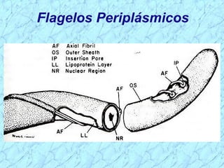 Flagelos Periplásmicos
 
