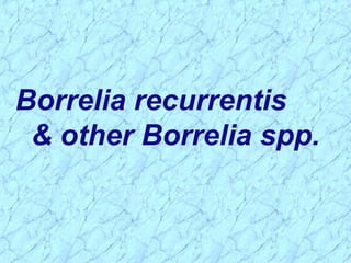 Borrelia recurrentis
& other Borrelia spp.
 