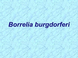 Borrelia burgdorferi
 