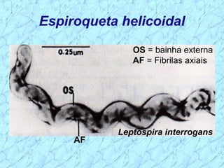 Espiroqueta helicoidal
AF
OS = bainha externa
AF = Fibrilas axiais
Leptospira interrogans
 