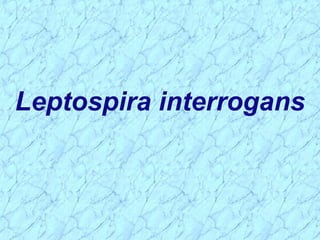 Leptospira interrogans
 