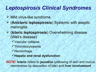 Leptospirosis Clinical Syndromes
 Mild virus-like syndrome
 (Anicteric leptospirosis) Systemic with aseptic
meningitis
 (Icteric leptospirosis) Overwhelming disease
(Weil’s disease)
Vascular collapse
Thrombocytopenia
Hemorrhage
Hepatic and renal dysfunction
NOTE: Icteric refers to jaundice (yellowing of skin and mucus
membranes by deposition of bile) and liver involvement
 