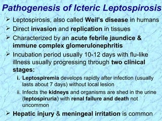  Leptospirosis, also called Weil’s disease in humans
 Direct invasion and replication in tissues
 Characterized by an acute febrile jaundice &
immune complex glomerulonephritis
 Incubation period usually 10-12 days with flu-like
illness usually progressing through two clinical
stages:
i. Leptospiremia develops rapidly after infection (usually
lasts about 7 days) without local lesion
ii. Infects the kidneys and organisms are shed in the urine
(leptospiruria) with renal failure and death not
uncommon
 Hepatic injury & meningeal irritation is common
Pathogenesis of Icteric Leptospirosis
 