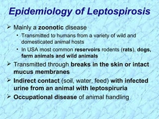 Epidemiology of Leptospirosis
 Mainly a zoonotic disease
• Transmitted to humans from a variety of wild and
domesticated animal hosts
• In USA most common reservoirs rodents (rats), dogs,
farm animals and wild animals
 Transmitted through breaks in the skin or intact
mucus membranes
 Indirect contact (soil, water, feed) with infected
urine from an animal with leptospiruria
 Occupational disease of animal handling
 