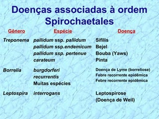 Gênero Espécie Doença
Treponema pallidum ssp. pallidum
pallidum ssp.endemicum
pallidum ssp. pertenue
carateum
Sífilis
Bejel
Bouba (Yaws)
Pinta
Borrelia burgdorferi
recurrentis
Muitas espécies
Doença de Lyme (borreliose)
Febre recorrente epidêmica
Febre recorrente epidêmica
Leptospira interrogans Leptospirose
(Doença de Weil)
Doenças associadas à ordem
Spirochaetales
 