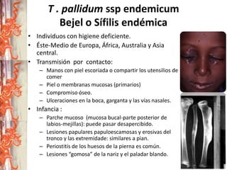 T . pallidum ssp endemicum
Bejel o Sífilis endémica
• Individuos con higiene deficiente.
• Éste-Medio de Europa, África, Australia y Asia
central.
• Transmisión por contacto:
– Manos con piel escoriada o compartir los utensilios de
comer
– Piel o membranas mucosas (primarios)
– Compromiso óseo.
– Ulceraciones en la boca, garganta y las vías nasales.

• Infancia :
– Parche mucoso (mucosa bucal-parte posterior de
labios-mejillas): puede pasar desapercibido.
– Lesiones papulares papuloescamosas y erosivas del
tronco y las extremidade: similares a pian.
– Periostitis de los huesos de la pierna es común.
– Lesiones “gomosa” de la nariz y el paladar blando.

 