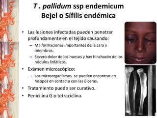 T . pallidum ssp endemicum
Bejel o Sífilis endémica
• Las lesiones infectadas pueden penetrar
profundamente en el tejido causando:
– Malformaciones importantes de la cara y
miembros.
– Severo dolor de los huesos y hay hinchazón de los
nódulos linfáticos.

• Exámen microscópico:
– Los microorganismos se pueden encontrar en
hisopos en contacto con las úlceras.

• Tratamiento puede ser curativo.
• Penicilina G o tetraciclina.

 