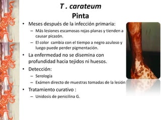 T . carateum
Pinta
• Meses después de la infección primaria:
– Más lesiones escamosas rojas planas y tienden a
causar picazón.
– El color cambia con el tiempo a negro azuloso y
luego puede perder pigmentación.

• La enfermedad no se disemina con
profundidad hacia tejidos ni huesos.
• Detección:
– Serología
– Exámen directo de muestras tomadas de la lesión

• Tratamiento curativo :
– Unidosis de penicilina G.

 