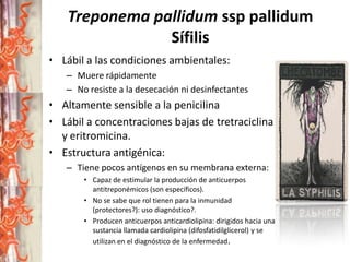 Treponema pallidum ssp pallidum
Sífilis
• Lábil a las condiciones ambientales:
– Muere rápidamente
– No resiste a la desecación ni desinfectantes

• Altamente sensible a la penicilina
• Lábil a concentraciones bajas de tretraciclina
y eritromicina.
• Estructura antigénica:
– Tiene pocos antígenos en su membrana externa:
• Capaz de estimular la producción de anticuerpos
antitreponémicos (son específicos).
• No se sabe que rol tienen para la inmunidad
(protectores?): uso diagnóstico?.
• Producen anticuerpos anticardiolipina: dirigidos hacia una
sustancia llamada cardiolipina (difosfatidilglicerol) y se
utilizan en el diagnóstico de la enfermedad.

 