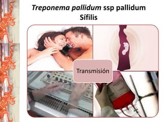 Treponema pallidum ssp pallidum
Sífilis

Transmisión

 
