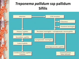 Treponema pallidum ssp pallidum
Sífilis

 