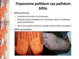Treponema pallidum ssp pallidum
Sífilis
• Sífilis primaria
– La lesión dura entre 4 y 6 semanas.
– Después pasan alrededor de 2 semanas o días: el individuo
pasa asintomático.

– No se ha curado el chancro cuando inicia la sífilis secundaria.

• Sífilis secundaria
– Manifestaciones mucocutáneas.
– Aspecto cutáneo: las lesiones pueden ser un rash
papulomacular o papuloescamoso, no son pruriginosas, son
simétricas, altamente infecciosas y a veces se convierten en
pústulas. Desaparecen también.
– Comprometen palma de las manos y plantas de los pies.
– SIFILIDES: rash escamoso descamante en las palmas de las
manos.

 