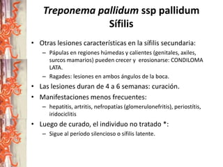 Treponema pallidum ssp pallidum
Sífilis
• Otras lesiones características en la sífilis secundaria:
– Pápulas en regiones húmedas y calientes (genitales, axiles,
surcos mamarios) pueden crecer y erosionarse: CONDILOMA
LATA.
– Ragades: lesiones en ambos ángulos de la boca.

• Las lesiones duran de 4 a 6 semanas: curación.
• Manifestaciones menos frecuentes:
– hepatitis, artritis, nefropatías (glomerulonefritis), periostítis,
iridociclitis

• Luego de curado, el individuo no tratado *:
– Sigue al período silencioso o sífilis latente.

 