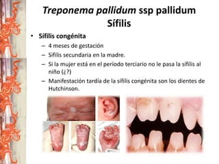 Treponema pallidum ssp pallidum
Sífilis
• Sífilis congénita
– 4 meses de gestación
– Sifilis secundaria en la madre.
– Si la mujer está en el período terciario no le pasa la sífilis al
niño (¿?)
– Manifestación tardía de la sífilis congénita son los dientes de
Hutchinson.

 