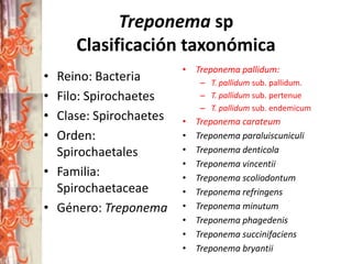 Treponema sp
Clasificación taxonómica
•
•
•
•

Reino: Bacteria
Filo: Spirochaetes
Clase: Spirochaetes
Orden:
Spirochaetales
• Familia:
Spirochaetaceae
• Género: Treponema

•

Treponema pallidum:
– T. pallidum sub. pallidum.
– T. pallidum sub. pertenue
– T. pallidum sub. endemicum

•
•
•
•
•
•
•
•
•
•

Treponema carateum
Treponema paraluiscuniculi
Treponema denticola
Treponema vincentii
Treponema scoliodontum
Treponema refringens
Treponema minutum
Treponema phagedenis
Treponema succinifaciens
Treponema bryantii

 