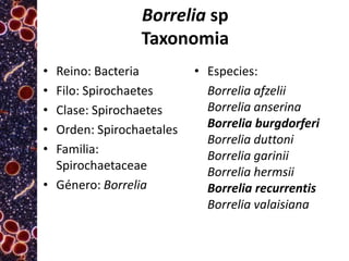 Borrelia sp
Taxonomia
•
•
•
•
•

Reino: Bacteria
Filo: Spirochaetes
Clase: Spirochaetes
Orden: Spirochaetales
Familia:
Spirochaetaceae
• Género: Borrelia

• Especies:
Borrelia afzelii
Borrelia anserina
Borrelia burgdorferi
Borrelia duttoni
Borrelia garinii
Borrelia hermsii
Borrelia recurrentis
Borrelia valaisiana

 