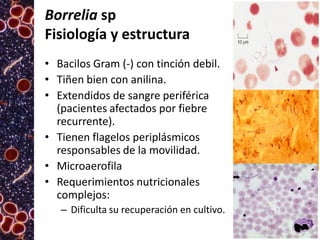 Borrelia sp
Fisiología y estructura
• Bacilos Gram (-) con tinción debil.
• Tiñen bien con anilina.
• Extendidos de sangre periférica
(pacientes afectados por fiebre
recurrente).
• Tienen flagelos periplásmicos
responsables de la movilidad.
• Microaerofila
• Requerimientos nutricionales
complejos:
– Dificulta su recuperación en cultivo.

 