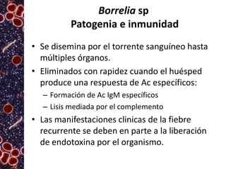 Borrelia sp
Patogenia e inmunidad
• Se disemina por el torrente sanguíneo hasta
múltiples órganos.
• Eliminados con rapidez cuando el huésped
produce una respuesta de Ac específicos:
– Formación de Ac IgM específicos
– Lisis mediada por el complemento

• Las manifestaciones clinicas de la fiebre
recurrente se deben en parte a la liberación
de endotoxina por el organismo.

 