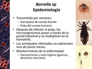Borrelia sp
Epidemiología
• Transmitida por vectores:
– Garrapatas de cuerpo blando
– Piojo del cuerpo humano.

• Después de infectar al piojo, los
microorganismos pasan a través de la
pared intestinal y se multiplican en la
hemolinfa.
• Los artrópodos infectados no sobreviven
mas de pocos meses.
• Mantenimiento de la enfermedad:
– Hacinamiento y mala higiene (guerras,
desastres naturales)

 