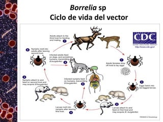 Borrelia sp
Ciclo de vida del vector

 
