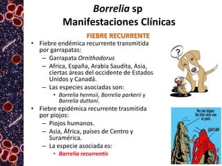 Borrelia sp
Manifestaciones Clínicas
FIEBRE RECURRENTE

• Fiebre endémica recurrente transmitida
por garrapatas:
– Garrapata Ornithodorus
– Africa, España, Arabia Saudita, Asia,
ciertas áreas del occidente de Estados
Unidos y Canadá.
– Las especies asociadas son:
• Borrelia hermsii, Borrelia parkerii y
Borrelia duttoni.

• Fiebre epidémica recurrente trasmitida
por piojos:
– Piojos humanos.
– Asia, África, países de Centro y
Suramérica.
– La especie asociada es:
• Borrelia recurrentis

 