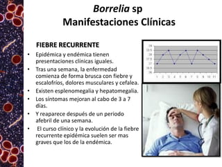 Borrelia sp
Manifestaciones Clínicas
FIEBRE RECURRENTE
• Epidémica y endémica tienen
presentaciones clínicas iguales.
• Tras una semana, la enfermedad
comienza de forma brusca con fiebre y
escalofríos, dolores musculares y cefalea.
• Existen esplenomegalia y hepatomegalia.
• Los síntomas mejoran al cabo de 3 a 7
días.
• Y reaparece después de un periodo
afebril de una semana.
• El curso clínico y la evolución de la fiebre
recurrente epidémica suelen ser mas
graves que los de la endémica.

 