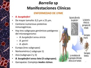Borrelia sp
Manifestaciones Clínicas
ENFERMEDAD DE LYME
• B. burgdorferi
• De mayor tamaño: 0,3 μm x 25 μm.
• Contiene numerosas proteínas
inmunogénicas.
• Hay tres subgrupos genómicos patógenos
del microorganismo:
– B. burgdorferi sensu stricto
– B. garinii
– B. afzelii.

•
•
•
•
•

Europa (tres subgrupos)
Norteamérica ( subgrupo 1)
Asia (subgrupo 2 y 3)
B. burgdorferi sensu lato (3 subgrupos).
Garrapatas: Complejo Ixodes ricinus.

 