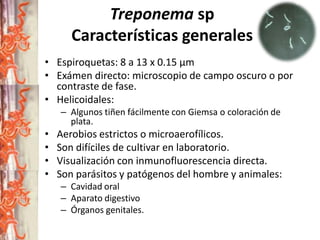 Treponema sp
Características generales
• Espiroquetas: 8 a 13 x 0.15 µm
• Exámen directo: microscopio de campo oscuro o por
contraste de fase.
• Helicoidales:
– Algunos tiñen fácilmente con Giemsa o coloración de
plata.

•
•
•
•

Aerobios estrictos o microaerofílicos.
Son difíciles de cultivar en laboratorio.
Visualización con inmunofluorescencia directa.
Son parásitos y patógenos del hombre y animales:
– Cavidad oral
– Aparato digestivo
– Órganos genitales.

 