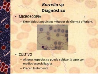 Borrelia sp
Diagnóstico
• MICROSCOPIA
– Extendidos sanguíneo: métodos de Giemsa o Wright.

• CULTIVO
– Algunas especies se puede cultivar in vitro con
medios especializados.
– Crecen lentamente.

 