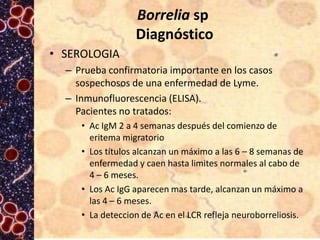 Borrelia sp
Diagnóstico
• SEROLOGIA
– Prueba confirmatoria importante en los casos
sospechosos de una enfermedad de Lyme.
– Inmunofluorescencia (ELISA).
Pacientes no tratados:
• Ac IgM 2 a 4 semanas después del comienzo de
eritema migratorio
• Los títulos alcanzan un máximo a las 6 – 8 semanas de
enfermedad y caen hasta limites normales al cabo de
4 – 6 meses.
• Los Ac IgG aparecen mas tarde, alcanzan un máximo a
las 4 – 6 meses.
• La deteccion de Ac en el LCR refleja neuroborreliosis.

 