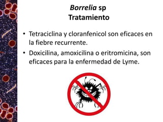 Borrelia sp
Tratamiento
• Tetraciclina y cloranfenicol son eficaces en
la fiebre recurrente.
• Doxicilina, amoxicilina o eritromicina, son
eficaces para la enfermedad de Lyme.

 